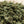 Load image into Gallery viewer, Kitchen Cooking Hemp Shake