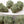 Load image into Gallery viewer, Trojan Dreamer CBD Hemp Flower/Bud