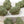 Load image into Gallery viewer, Trojan Dreamer CBD Hemp Flower/Bud