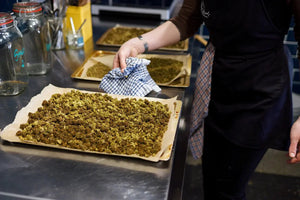 Tray of CBD flower freshly removed from the oven, showing terpene-rich hemp buds entourage effect