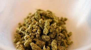 Close-up of CBD hemp buds in a transparent plastic bowl, showcasing high-quality CBD flower.