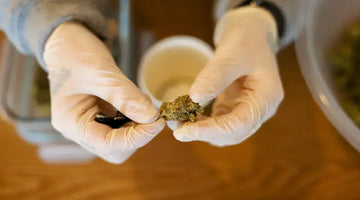 Person holding a CBD flower bud rich in natural terpenes