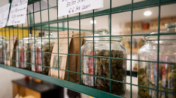 What are terpenes?