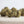 Load image into Gallery viewer, Little Lemon HAZE
