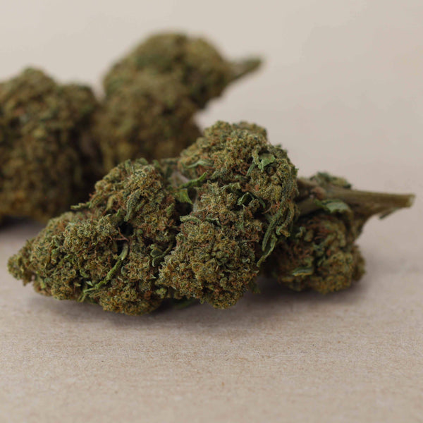 Little "Cali" Gelato CBD Bud
