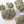 Load image into Gallery viewer, Little &quot;Cali&quot; Gelato CBD Bud
