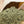 Load image into Gallery viewer, Open bag of Little Collins Hemp Protein Powder with organic hemp protein spilling onto a wooden surface.
